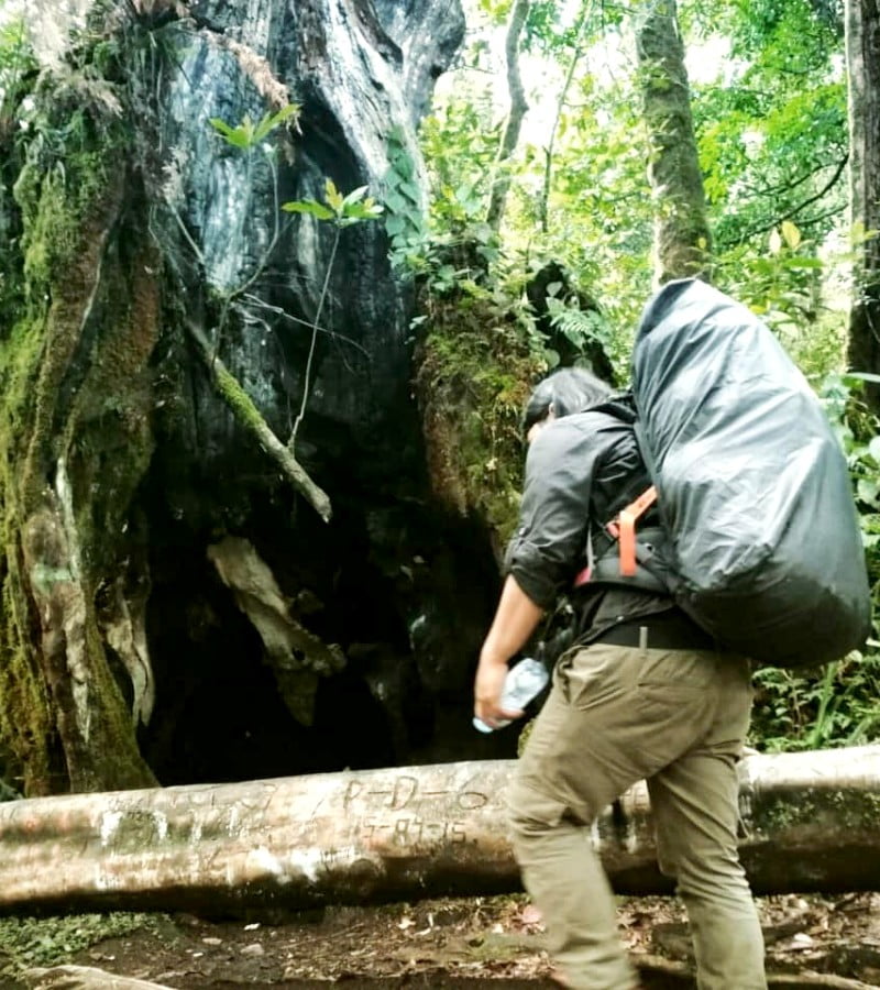 Cerita Pohon Bolong dan Rumor Kisah Mistis di Pendakian Gunung Kerinci