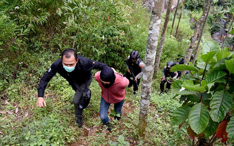 Polres Cimahi Temukan Kebun Ganja di Gunung Bukit Tunggul