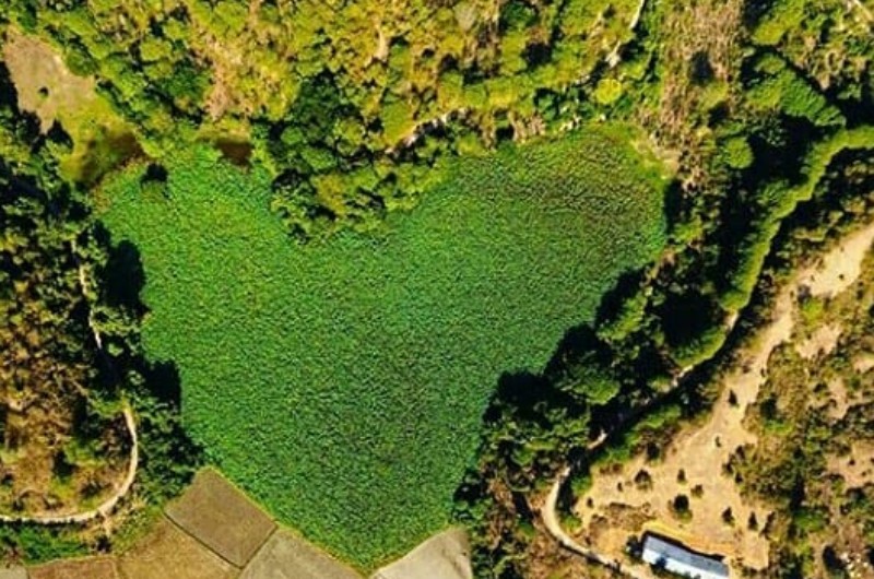 Rana Tonjong; Danau Lotus Terbesar di Dunia Ada di Flores