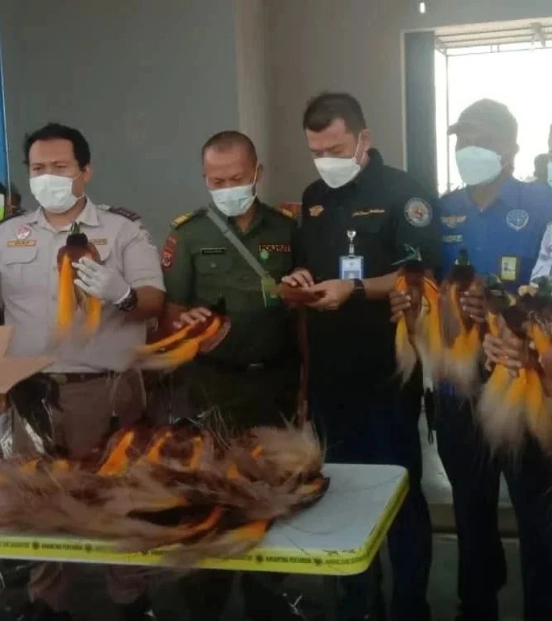 50 Opsetan Burung Cenderawasih Berhasil Diaman di Bandara Mopah Merauke