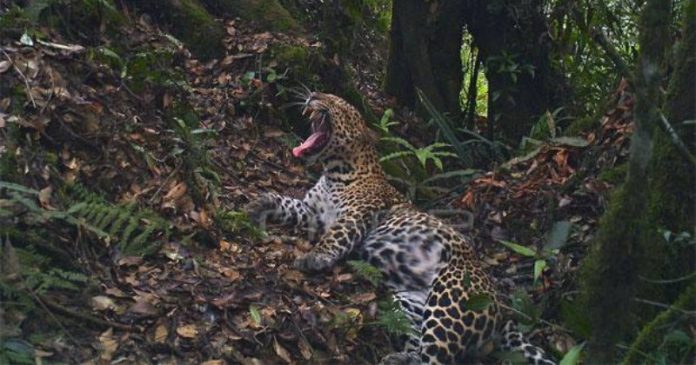 Himbauan Tidak Mencuri Kamera Trap yang Dipasang di Kawasan Hutan Lindung