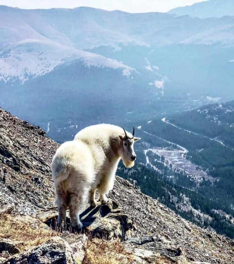 Kambing Gunung: Binatang Unik yang Hidup di Alam Liar dan Bisa Memanjat Tebing