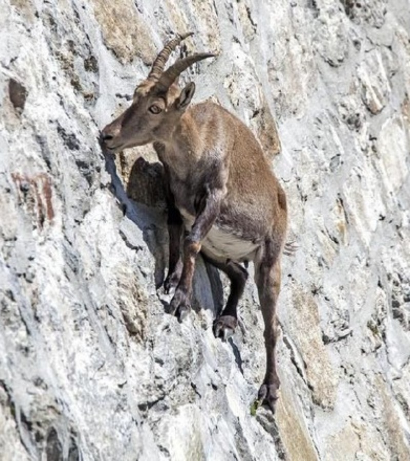 Kambing Gunung: Binatang Unik yang Hidup di Alam Liar dan Bisa Memanjat Tebing