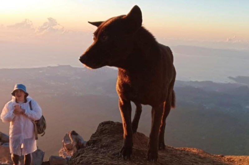 Gunung Agung: Alasan Pendaki Lokal di Bali Mengajak Anjing Untuk Mendaki